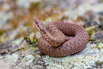 Fototapeta premium male common european viper basking on wood stump ( Vipera berus )