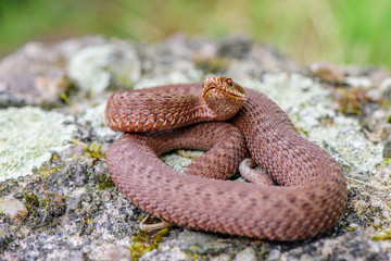 male common european viper basking on wood stump ( Vipera berus )