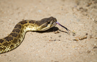 Rattlesnake sensing with it's tongue