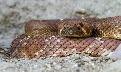 Large Rattlesnake