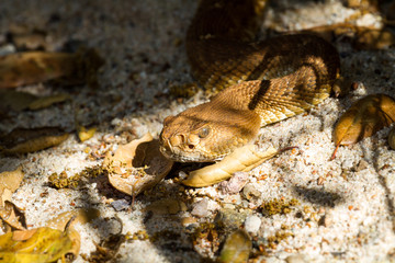 Camouflage rattlesnake