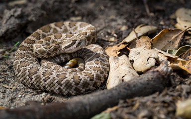 Young Rattlesnake