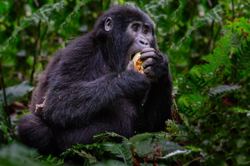 Portrait of a mountain gorilla with cub at a short distance. gorilla close up portrait.The mountain gorilla (Gorilla beringei beringei)