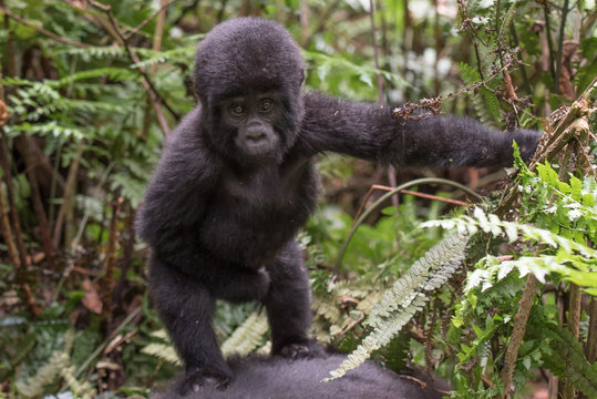 Portrait of a mountain gorilla with cub at a short distance. gorilla close up portrait.The mountain gorilla (Gorilla beringei beringei)