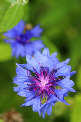 Blue cornflower- Centaurea cyanus