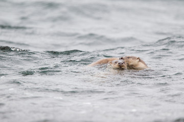 Fototapeta premium lontre in coppia