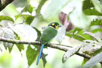 Long-tailed broadbill (Psarisomus dalhousiae) in Mt.Kerinci, Sumatra, Indonesia
