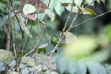 Long-tailed broadbill (Psarisomus dalhousiae) in Mt.Kerinci, Sumatra, Indonesia