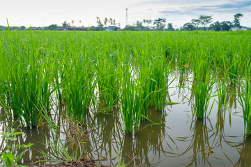 Rice Sprout in Rice field.Rice seedlings green background