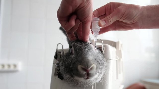 Rabbit in the lab as a research object