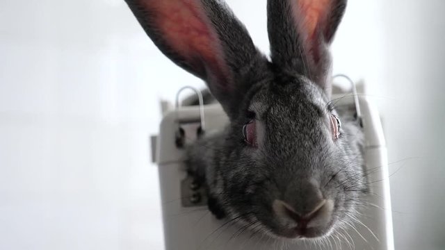 Rabbit in the lab as a research object