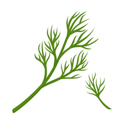 Naklejka premium Green dill branch