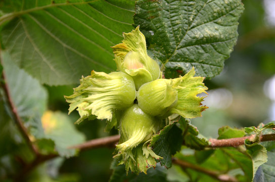 Cluster with green hazelnut on a tree.