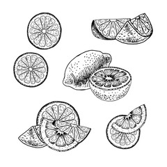Hand drawn set of lemon. Vector sketch