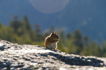 Squirell on rock eating while illuminated by sun