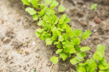 Radish sprouting in garden