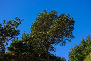 Green banksia tree with yellow flowers on the hill