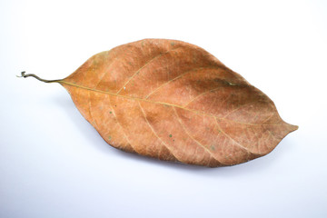 Fototapeta premium Dry jackfruit leaf isolate on white background