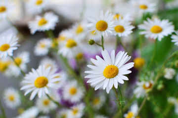 Field of daisy camomile flowers shallow dof