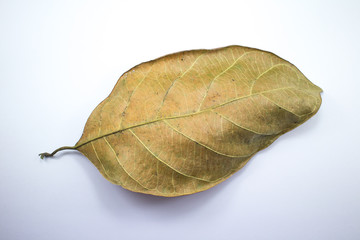 Dry jackfruit leaf isolate on white background