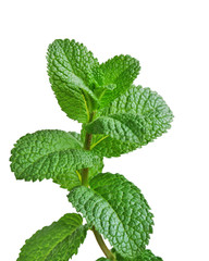 Fresh mint © whiteaster