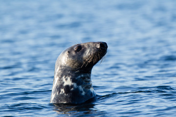 Obraz premium foca comune