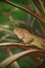 Fototapeta premium Gold Chameleon on background blur in Phangan Isaland, Thailand, south Asia