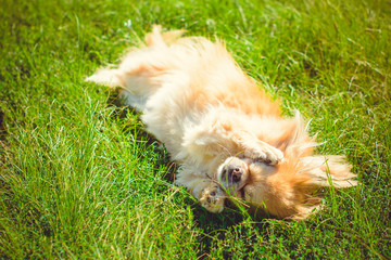 Cute little Pekingese Dog relaxing on the warm sunny day in garden on the village. Red light pekingese in summer garden rest and have fun. Pekingese dog resting in nature, a dog are humans best friend
