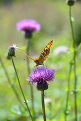 高原のノアザミの花に蝶 Butterfly on Japanese thstle flower