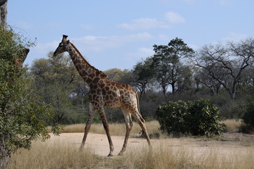 Giraffe, South Africa