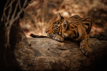 Fototapeta premium Tigers in the nature habitat. Tiger cub on a fallen tree. Wildlife scene with danger animal. Hot summer in Rajasthan, India. Dry trees with beautiful indian tiger. Panthera tigris