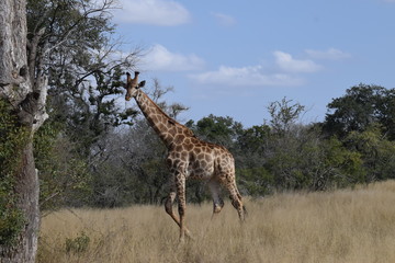 Giraffe, South Africa