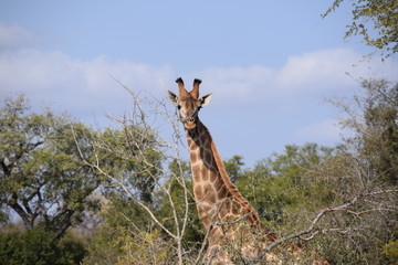 Giraffe, South Africa