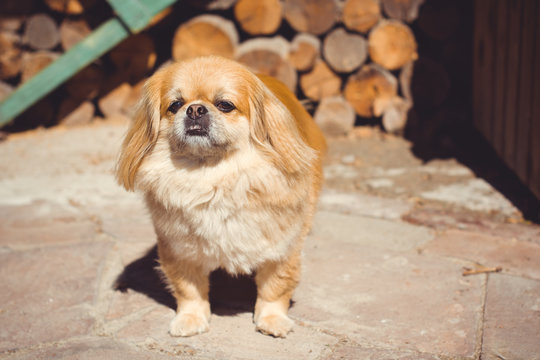 Cute little Pekingese Dog relaxing on the warm sunny day in garden on the village. Red light pekingese in summer garden rest and have fun. Pekingese dog resting in nature, a dog are humans best friend
