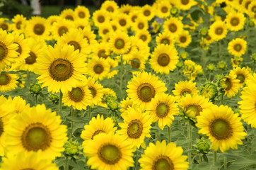 Obraz premium ヒマワリ