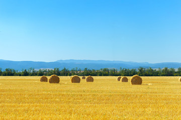 Fototapeta premium Golden hay bales in countryside