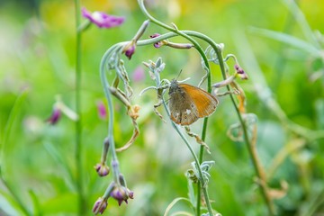 Butterfly sitting on plant