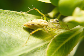 Jumping Spider. A close up of a jumping spider.