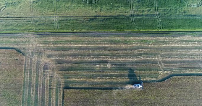 Aerial: Harvester harvests the harvest. View from above. Patterns on the field.. Good harvest. Cereals. Omsk. Russia.