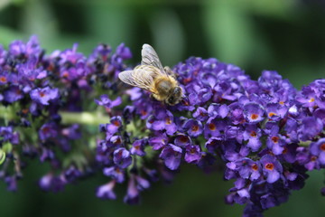 Biene auf Schmetterlingsflieder © melsunny