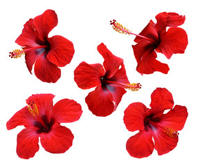 Red hibiscus flowers. Isolated. - obrazy, fototapety, plakaty