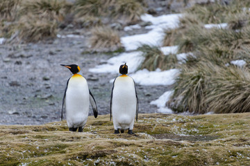 Fototapeta premium King penguins
