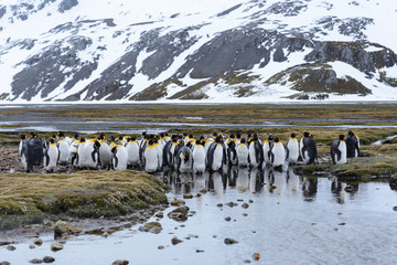 King penguins