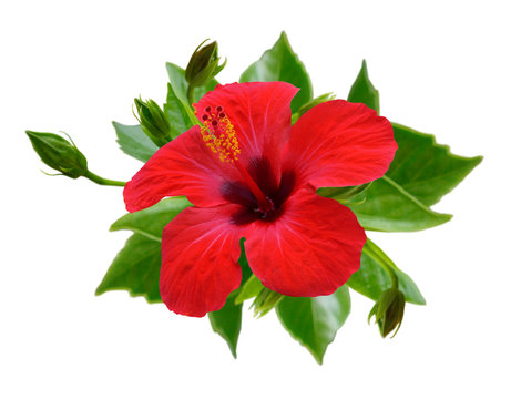 Red hibiscus flowers. Isolated.
