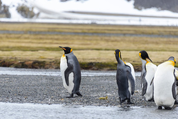 King penguins