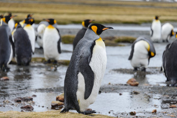King penguins