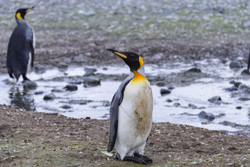 Fototapeta premium King penguins