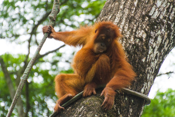 Orangutan hanging on tree in jungle looking down
