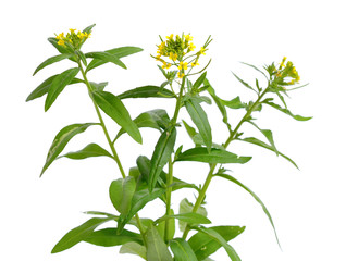 Erysimum (wallflower) isolated on white.