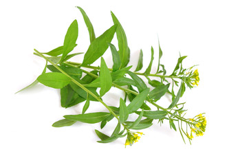 Erysimum (wallflower) isolated on white.